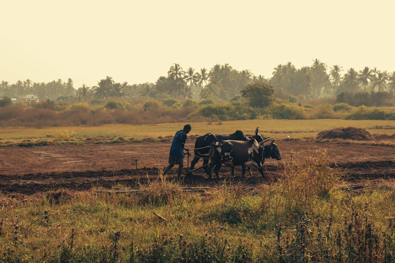 African farmers